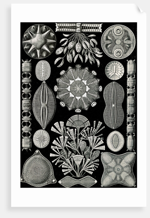 Algae. Diatomea by Ernst Haeckel