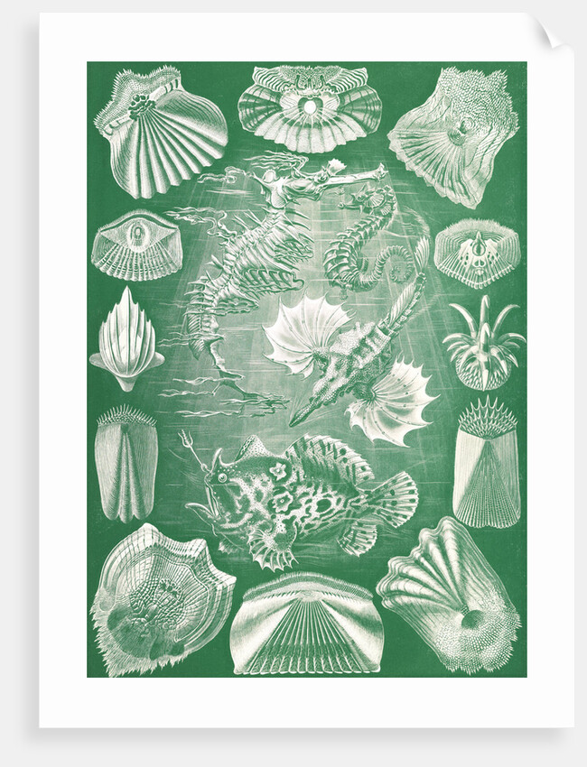 Fish. Teleostei by Ernst Haeckel
