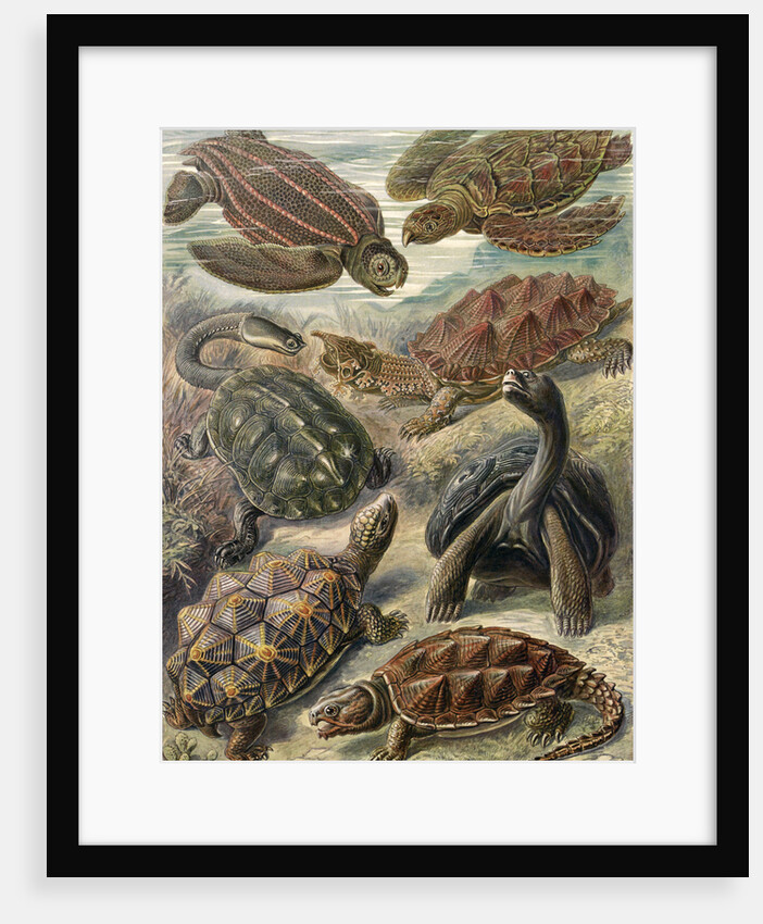 Tortoises and turtles. Chelonia by Ernst Haeckel