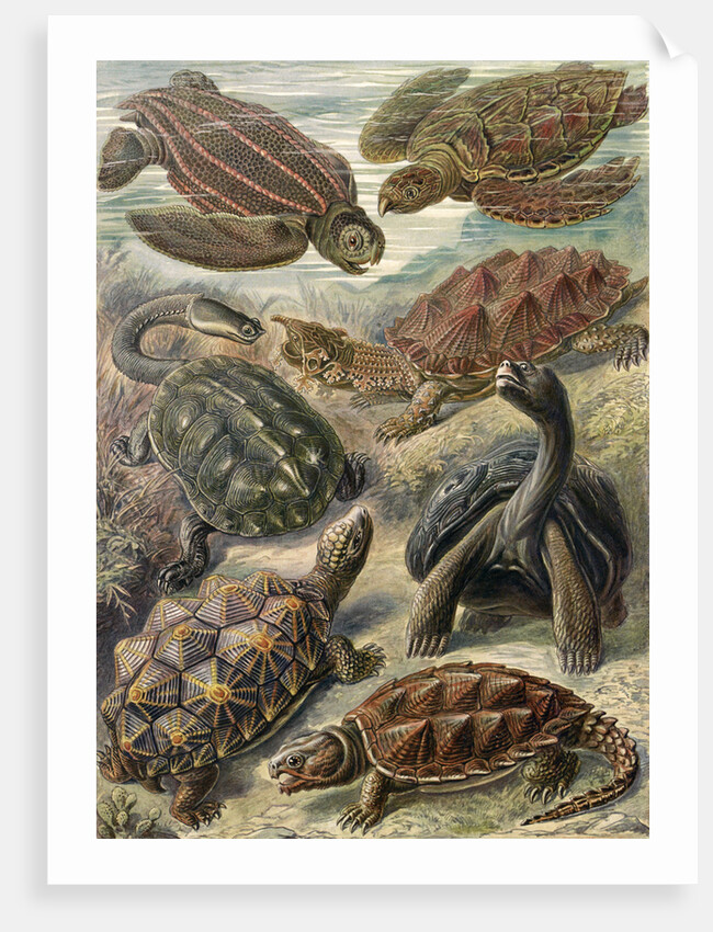 Tortoises and turtles. Chelonia by Ernst Haeckel