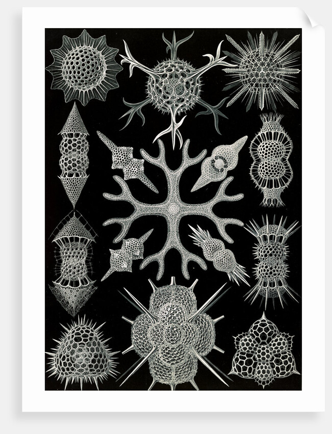 Microorganisms. Spumellaria by Ernst Haeckel