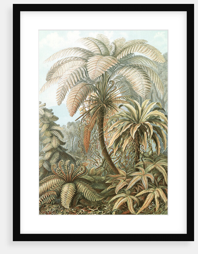 Ferns. Filicinae by Ernst Haeckel