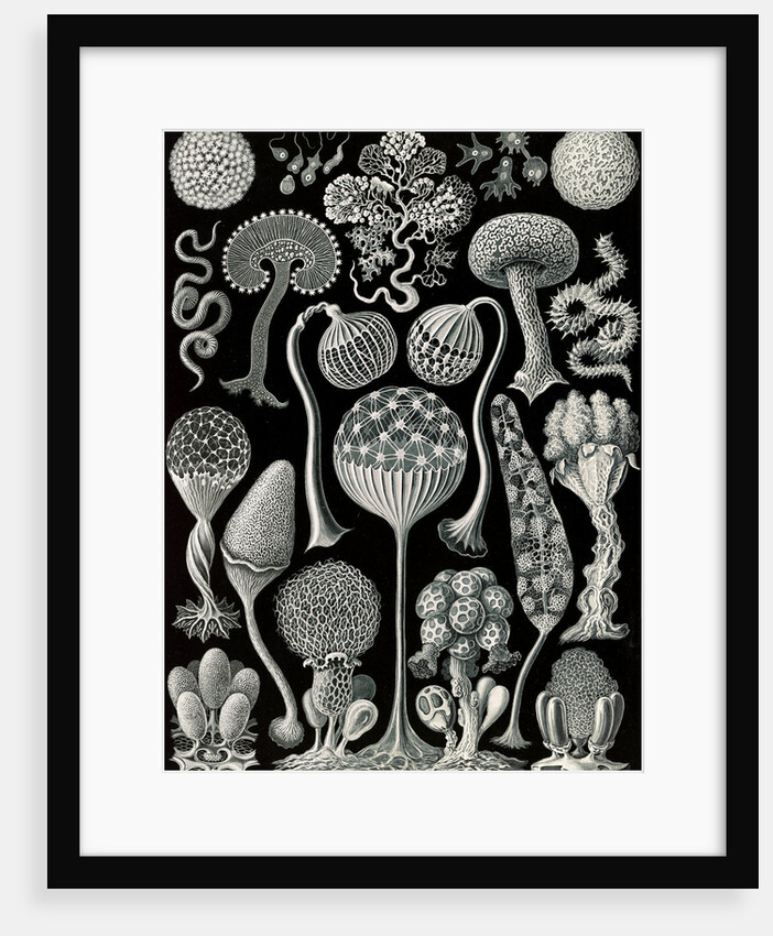 Slime molds. Mycetozoa by Ernst Haeckel