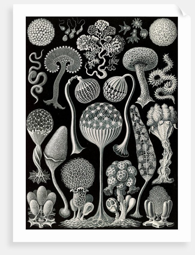 Slime molds. Mycetozoa by Ernst Haeckel