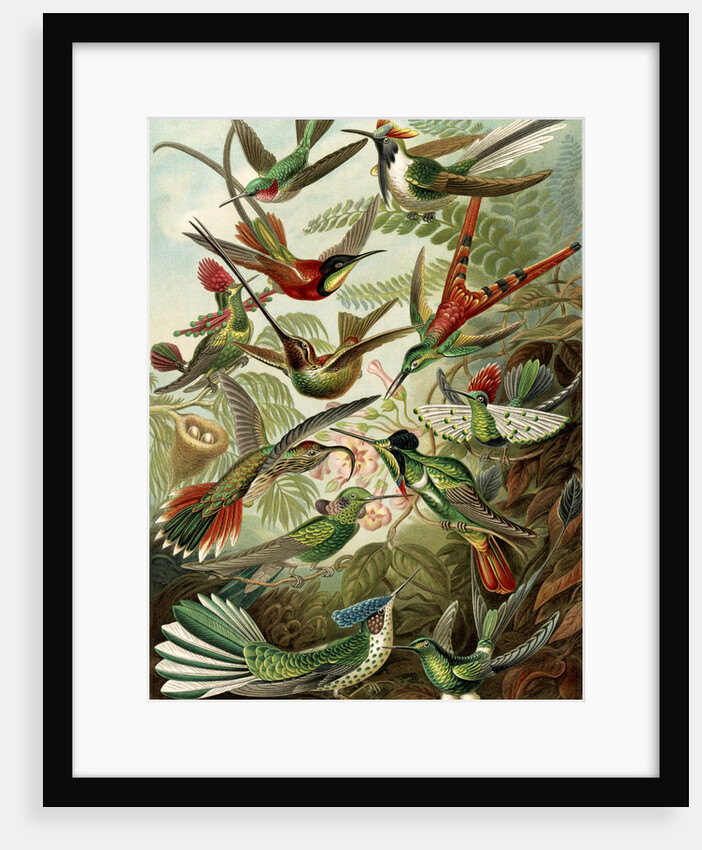 Hummingbirds. Trochilidae by Ernst Haeckel