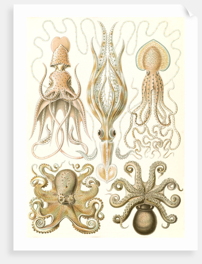 Octopuses. Gamochonia by Ernst Haeckel