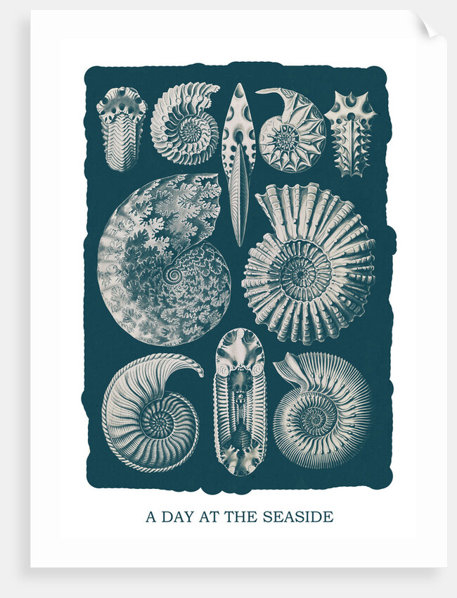 Marine mollusks. Ammonitida by Ernst Haeckel