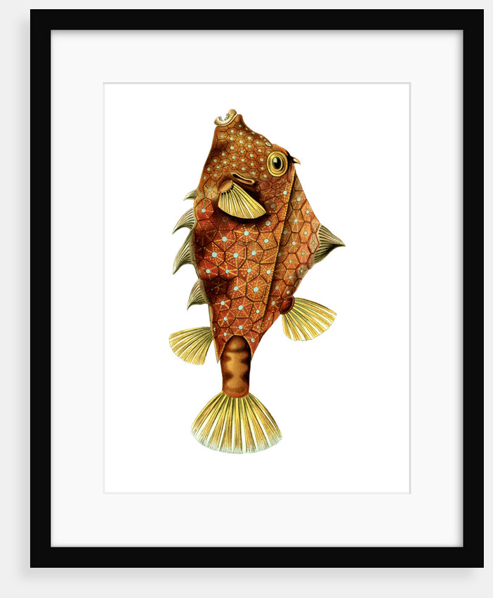 A boxfish. Ostraciontes by Ernst Haeckel
