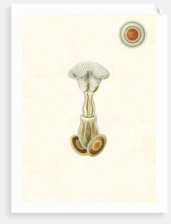 Aquatic invertebrates. Bryozoa by Ernst Haeckel