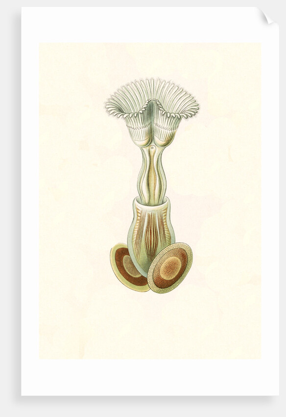 Aquatic invertebrates. Bryozoa by Ernst Haeckel
