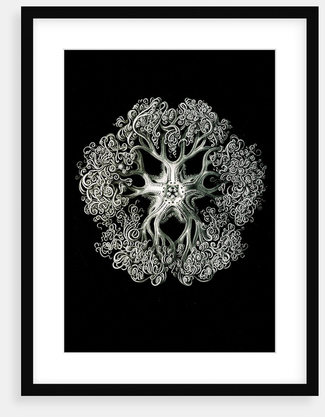 Starfish and details of starfish anatomy. Ophiodea by Ernst Haeckel