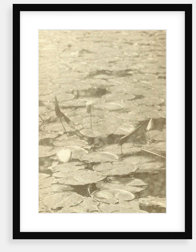 Water Lilies by William B. Post