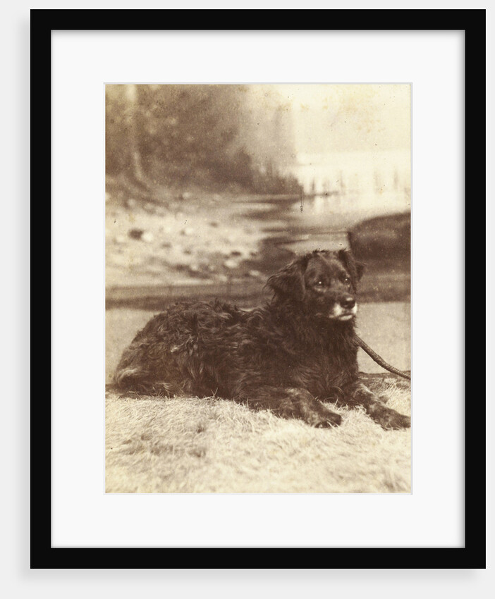 Portrait of a dog who saved the life of W.A. Blokhuis in the fire at his factory at night on 20-21 July 1886 by Abraham Koorenhoff