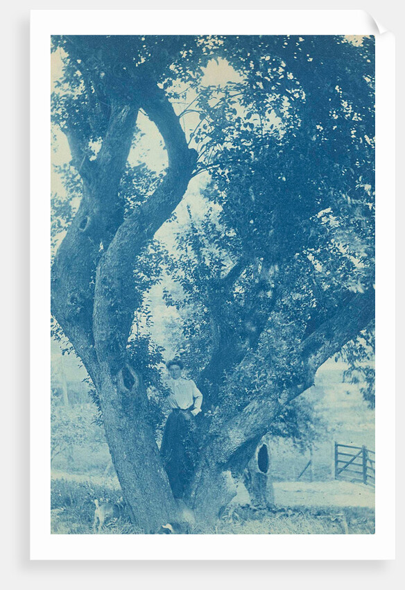 standing in an tree (willow) by Anonymous