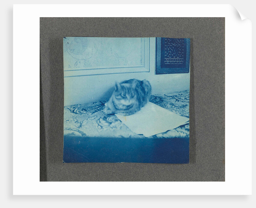 Reclining cat, United States, USA by Anonymous