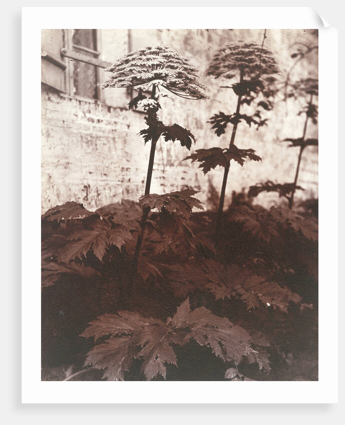 Study of Plants by Eugène Atget