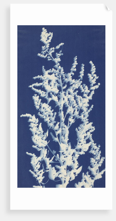 Lamb's Quarters or White Goosefoot by Bertha E. Jaques