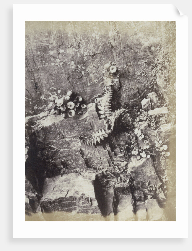 Plant Study by Hugh Owen