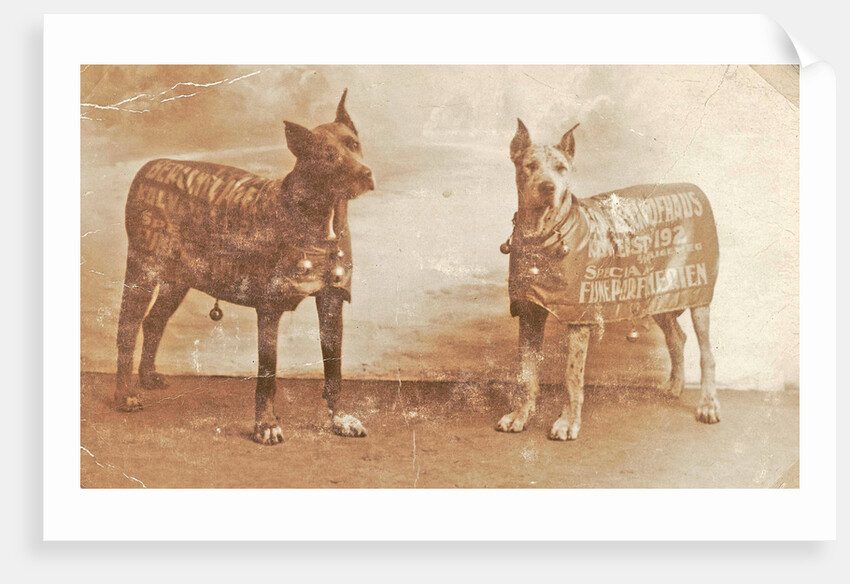 Portrait two dogs toymaker with advertising copy for perfumeries by Anonymous