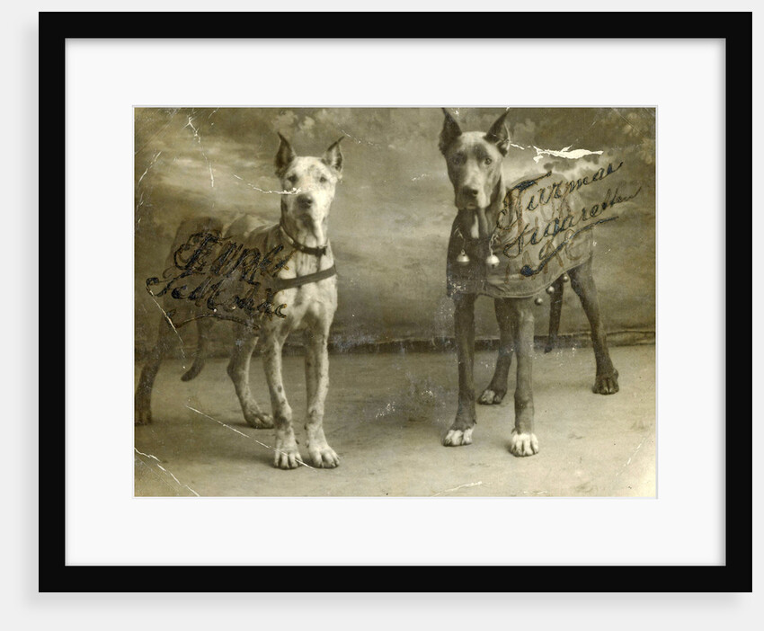 Portrait two dogs toymaker advertising texts Turman cigarettes by Anonymous