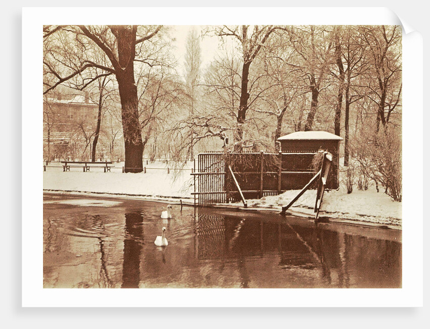 Swans in a pond in a snowy park by Anonymous