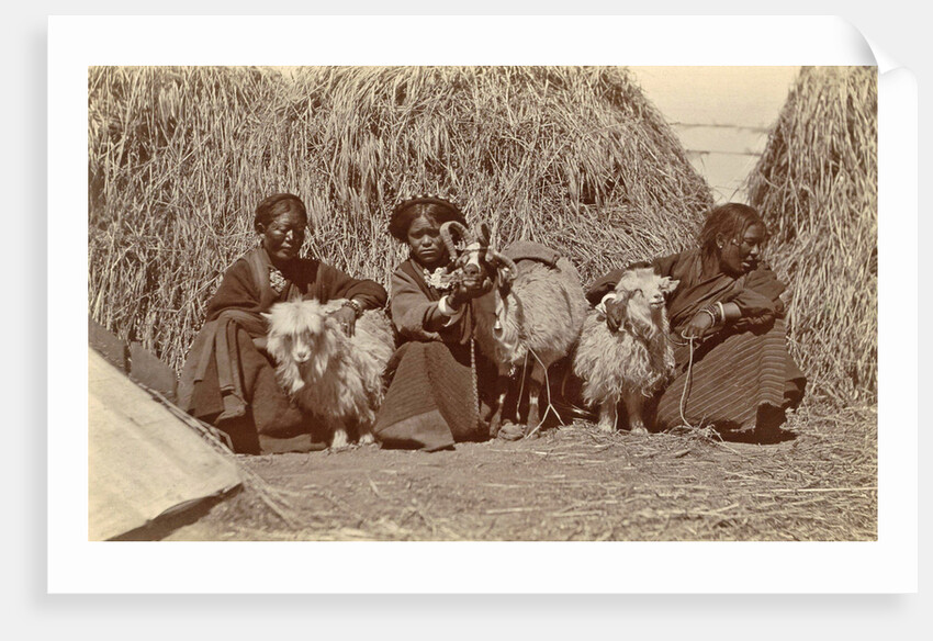 Tibetan women with goats for haystacks by D.T. Dalton