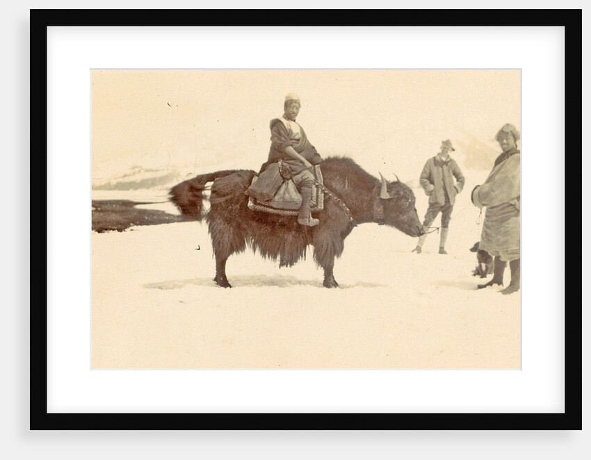 Man on a yak in Tibet by D.T. Dalton
