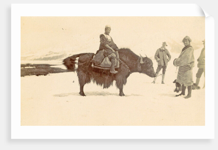 Man on a yak in Tibet by D.T. Dalton