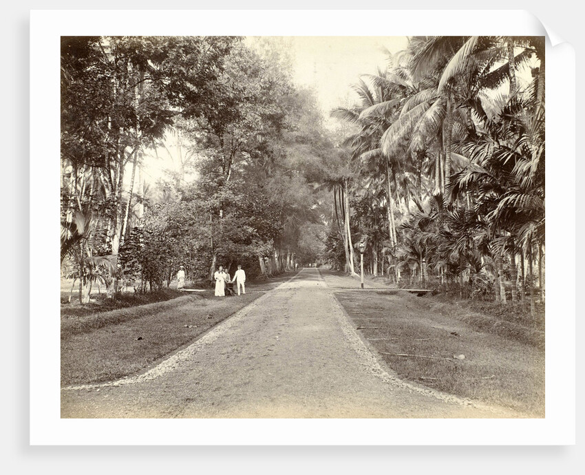European and Indian people along an avenue in the Dutch East Indies by Anonymous