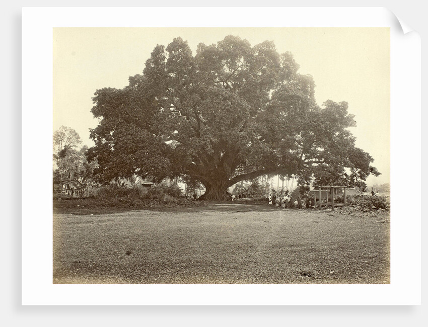 Indian people under a large tree in the Dutch East Indies by Anonymous