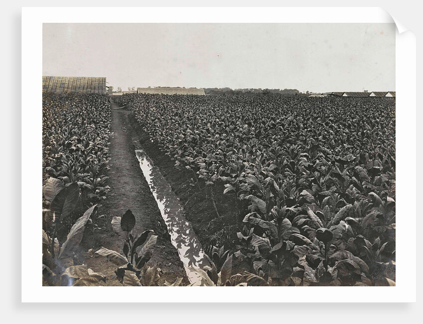 Sumatra indonesia tobacco field by Carl J. Kleingrothe