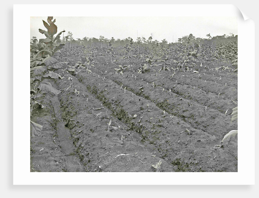 Sumatra indonesia Boeloe Sjina tobacco fields ravaged by storm by Anonymous