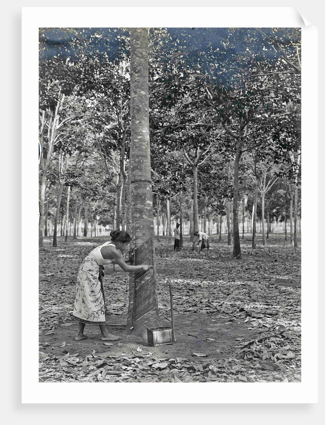 Sumatra indonesia rubber tapping woman by Anonymous