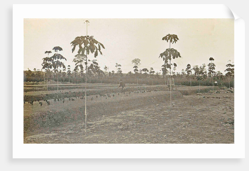 Sumatra indonesia bibit fields by Anonymous