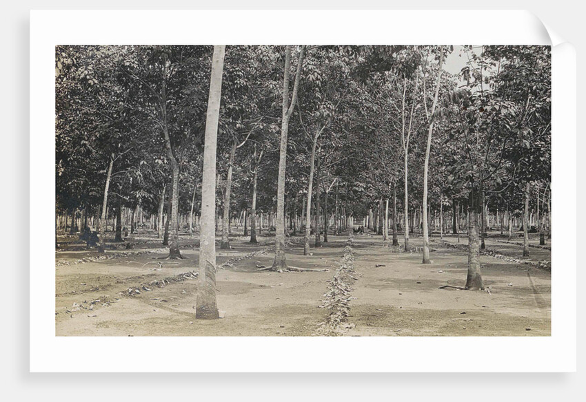 Sumatra indonesia, the cleaning of the rubber plantation by Anonymous