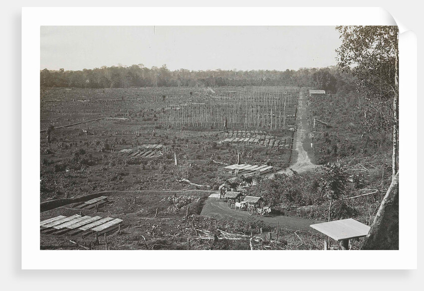 Sumatra indonesia, construction tobacco field by Carl J. Kleingrothe