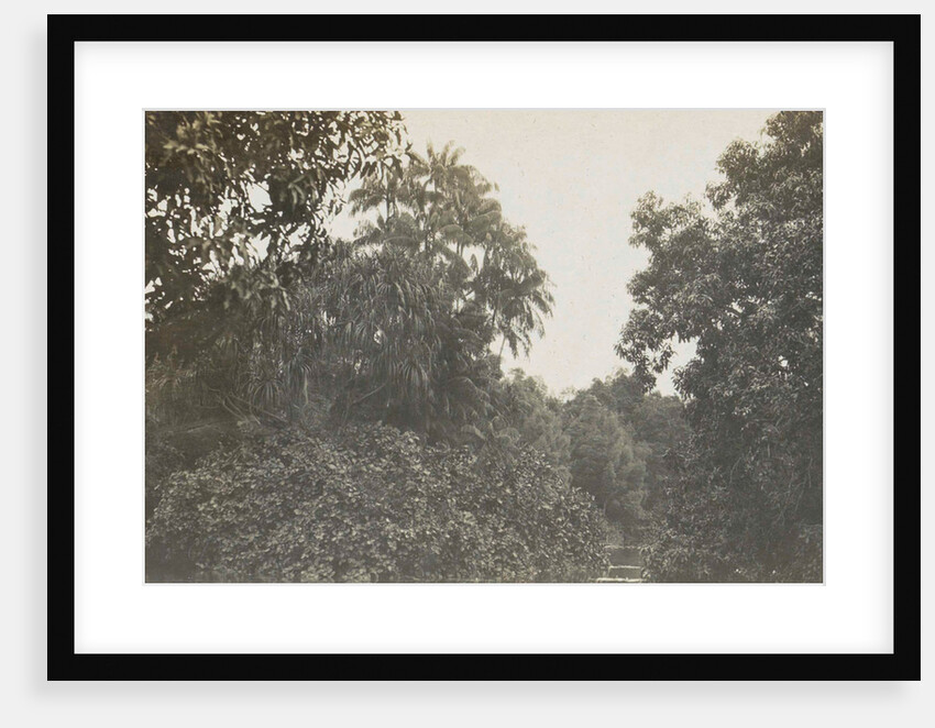 Singapore botanical garden by Anonymous
