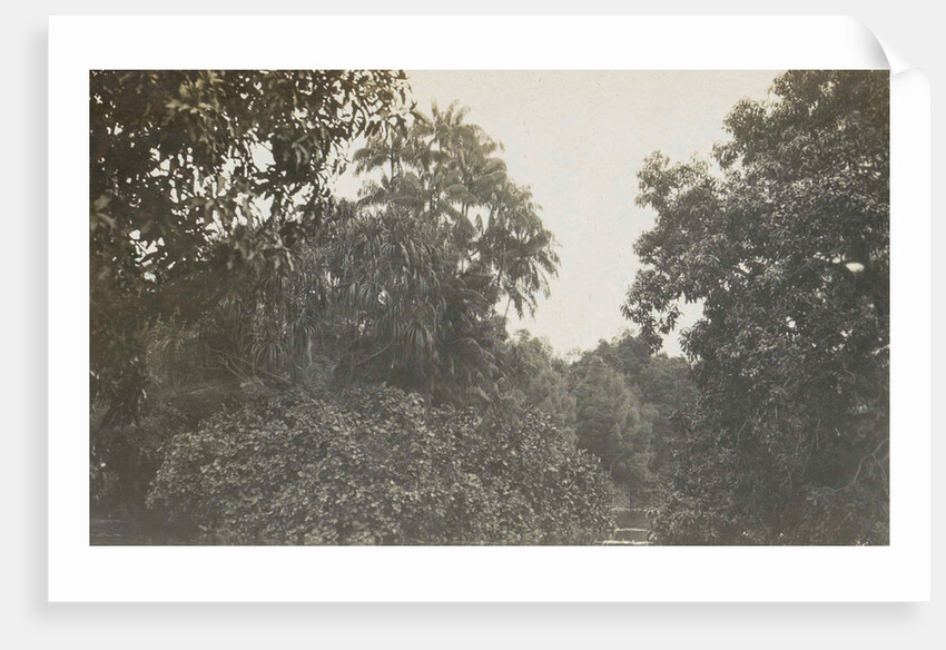 Singapore botanical garden by Anonymous