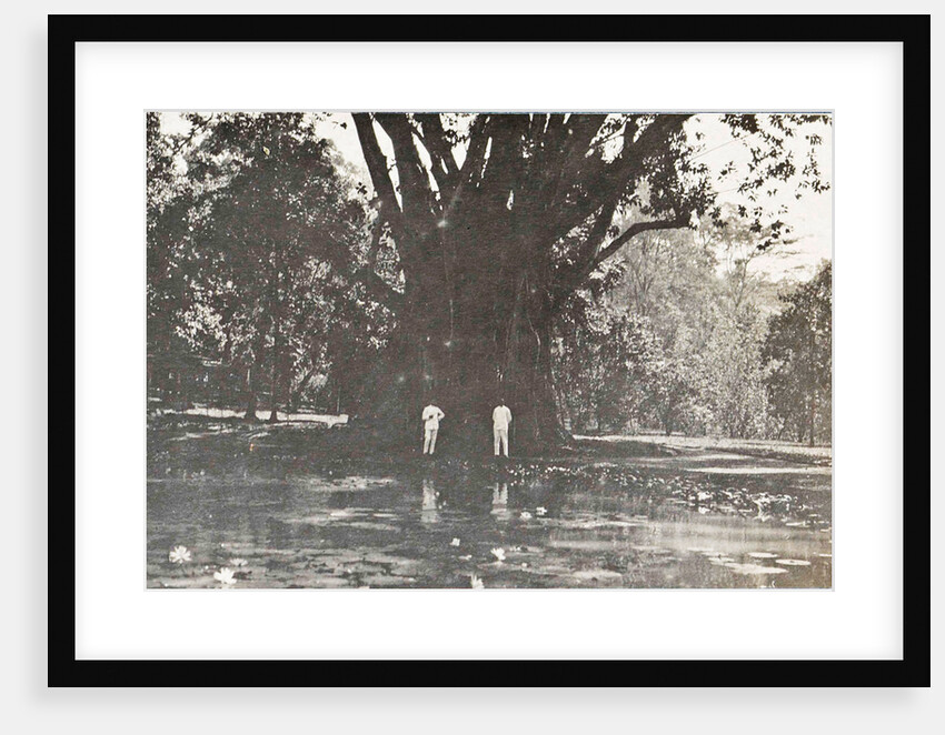 Buitenzorg, the botanical garden with small pond, Indonesia by Anonymous