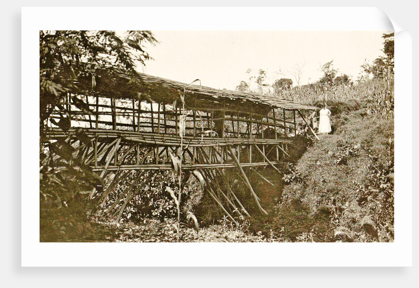 Java Ninisvbo, Indonesia by Anonymous