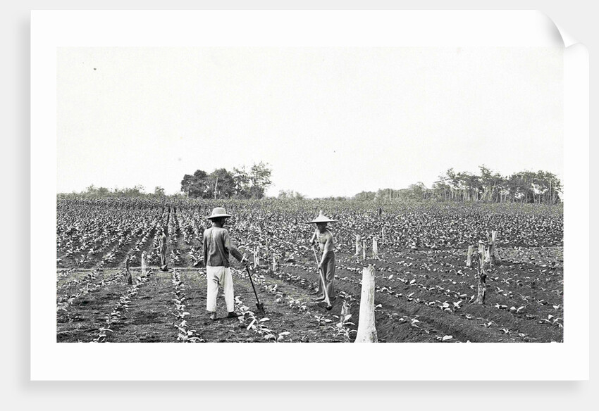 Men on field working on the first bibit, Sumatra by Anonymous