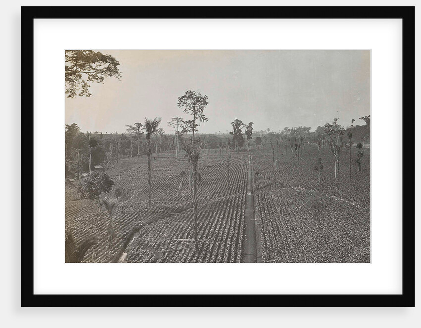 Sumatra indonesia view on tobacco field by Carl J. Kleingrothe