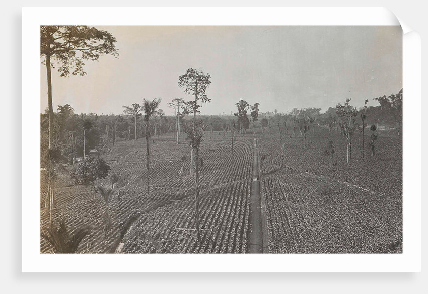 Sumatra indonesia view on tobacco field by Carl J. Kleingrothe