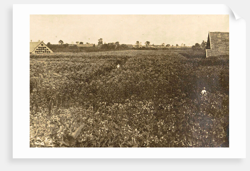 Sumatra indonesia Bindjey estate (Deli Mij) Tobacco field after 120 days by Anonymous