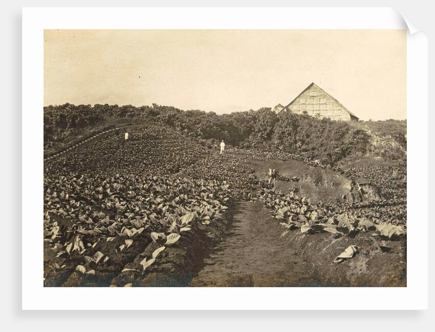 Sumatra, Bindjey estate (Deli Me.) Tobacco field after 80 days, Indonesia by Anonymous