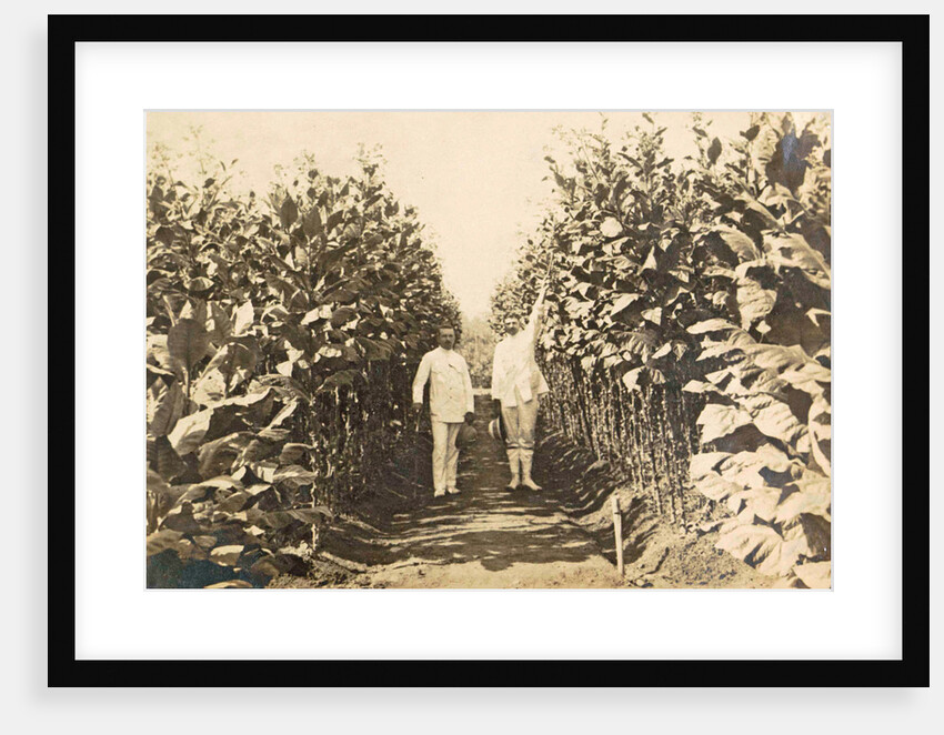 Sumatra, Bindjey estate (Deli Me.) Tobacco field after 120 days, Indonesia by Anonymous