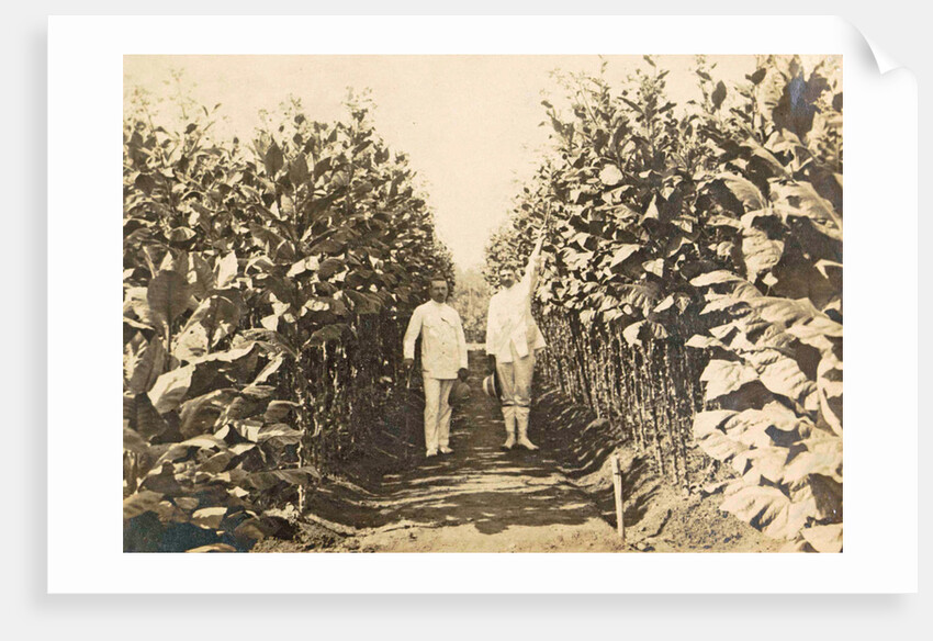 Sumatra, Bindjey estate (Deli Me.) Tobacco field after 120 days, Indonesia by Anonymous