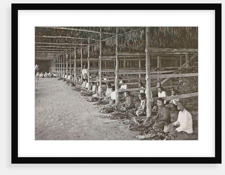 Sumatra indonesia, threading tobacco leaves in dry barn by Carl J. Kleingrothe