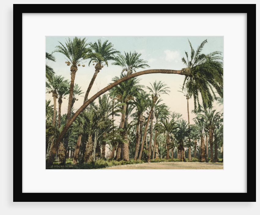 Palm Garden of Elche, Spain by F & Co.