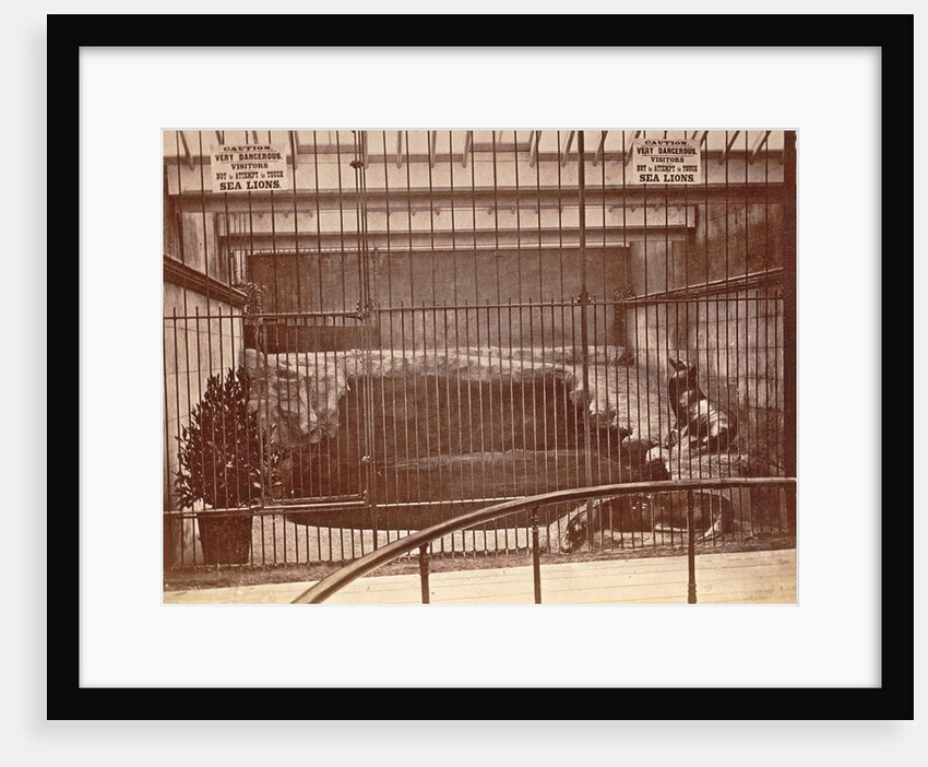 Lattice cage with lions and warning signs in the aquarium Brighton UK by Anonymous
